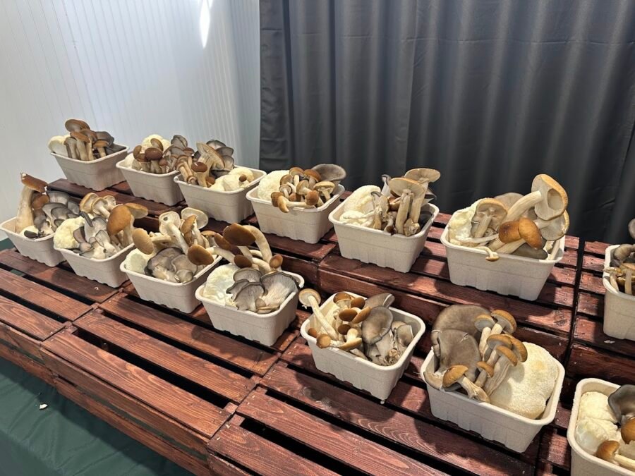 Place de l'Expo à Saint-Pascal