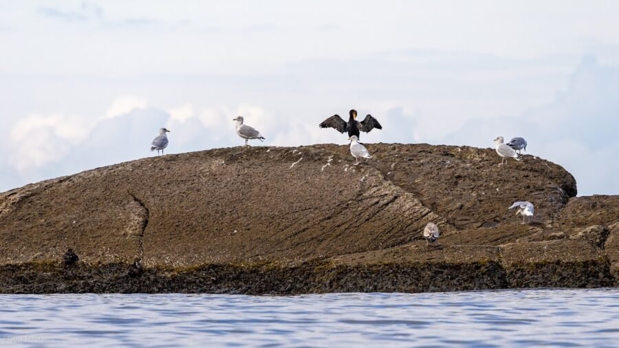 Rocher aux Cormorans