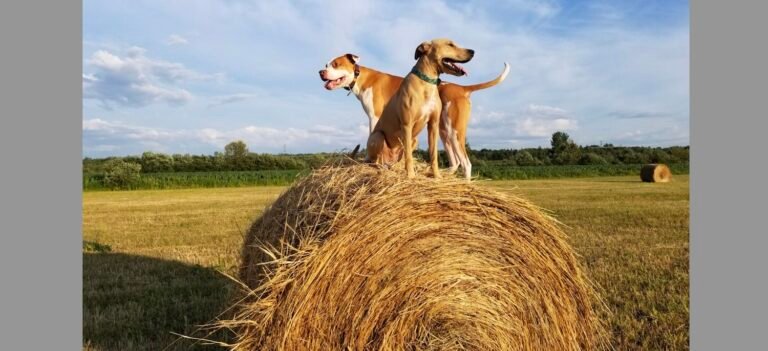 Municipalité de Saint-Narcisse - Mauricie