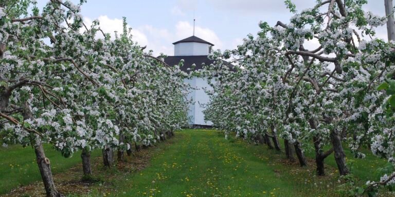 À l'Orée du Bois, Cidrerie et Ferme fruitière