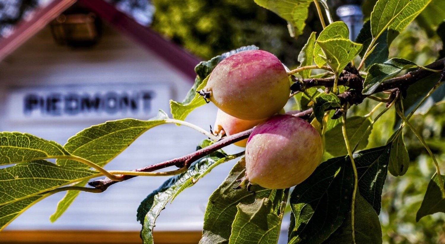 Municipalité de Piedmont - Piedmont - Laurentides