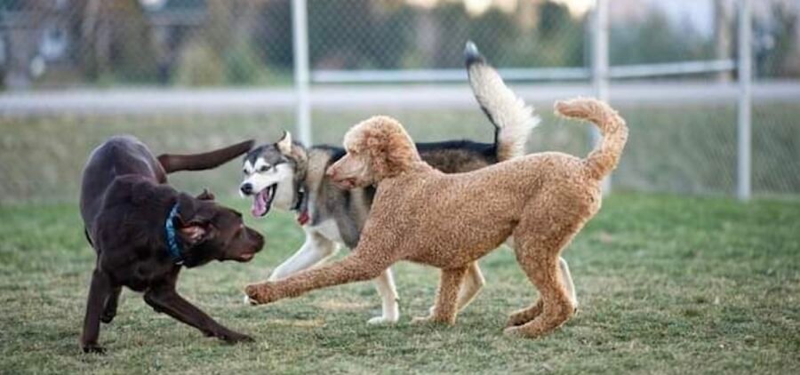 Parc canin Lavaltrie