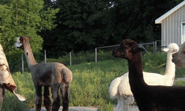 AlpagAdore – Alpagas - Montérégie - Saint-Chrysostome
