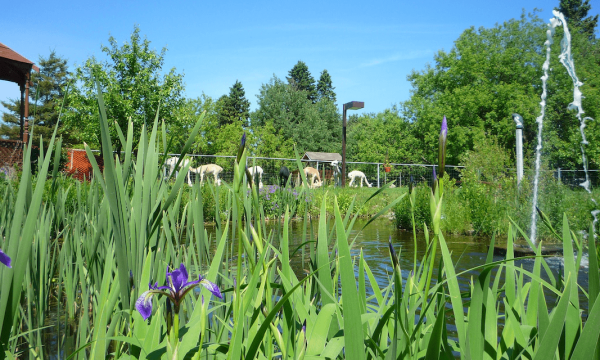 Alpaga Bersi - Chicoutimi - Saguenay