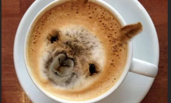 Alpagas De L'Adret, Sherbrooke: Éleveur d'alpagas et produits en laine d'alpaga de qualité