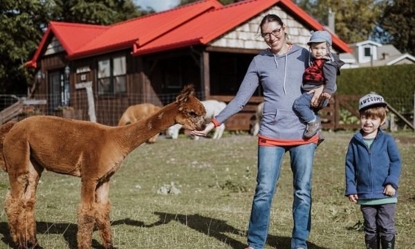 Alpagas Ham Nature - Centre-du-Québec