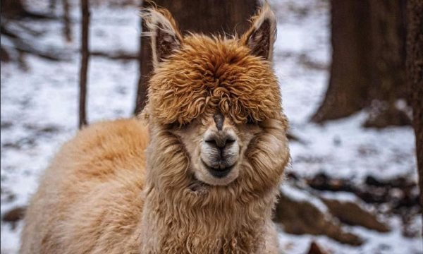 Alpagas Varennes - Monteregie