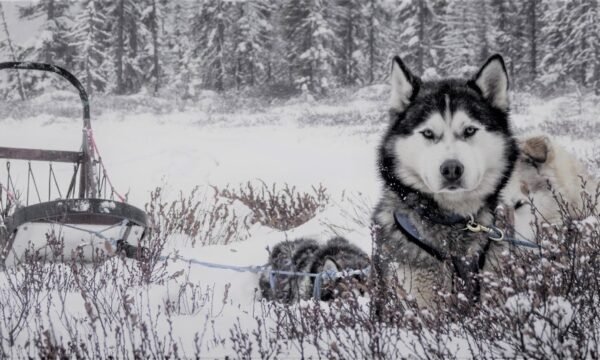 Aventuraid-laventure-4-saisons, Girardville,Lac-St-Jean- Traineaux a chiens