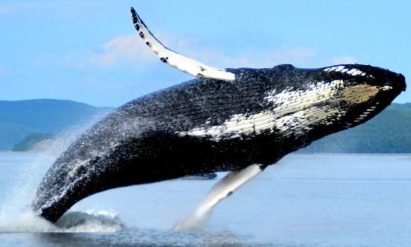 Baleine a Tadoussac - Cote-Nord