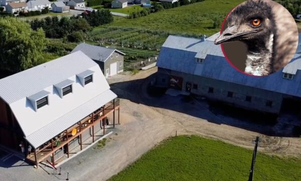 Centre de l'Émeu de Charlevoix - Saint-Urbain