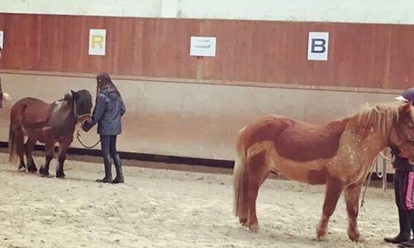 Centre équestre du phare Ouest - Gaspésie
