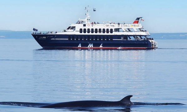 Croisière à la baleine et au Saguenay
