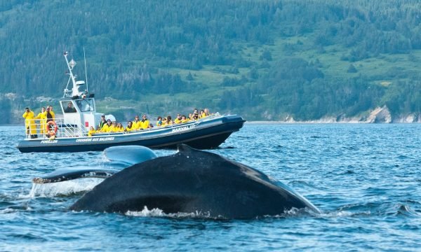 Croisières baie de Gaspé- Excursion au Baleine-Gaspésie