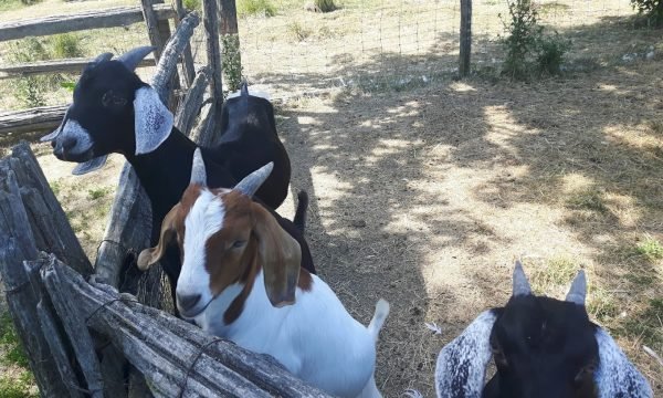 Ferme du Bassin, Centre-du-Québec, Drummondville