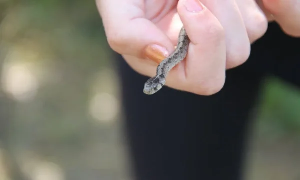 GUEPE (Groupe uni des éducateurs-naturalistes et professionnels