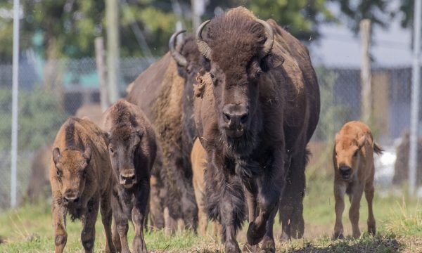 La Terre des Bisons Rawdon, dans Lanaudière