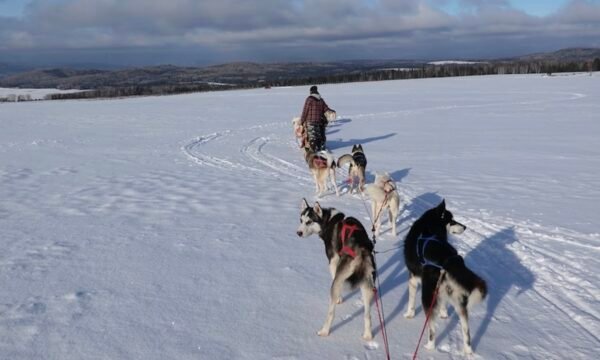 Le Chenil du Sportif-Charlevoix