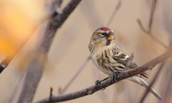 Le-Festival-des-oiseaux-migrateurs-de-la-Cote-Nord3