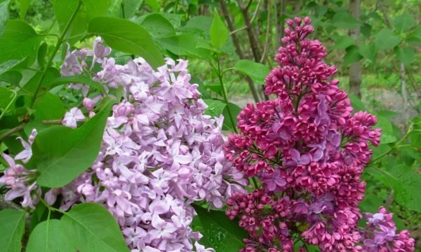 Jardins des lilas, Centre-du-Québec, Bécancour