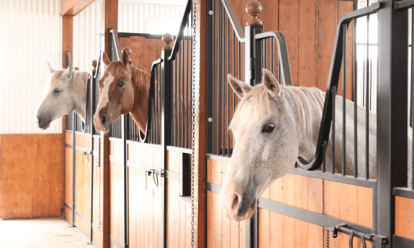 Les Écuries Entre Monts et Marées - Charlevoix