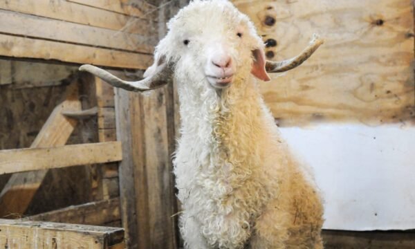 Les chevres filante La Patrie
