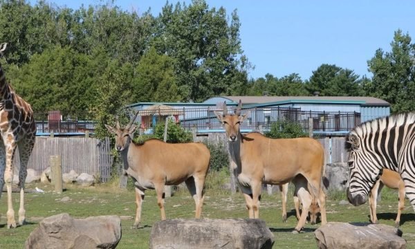 Parc Safari, situé à Saint-Bernard-de-Lacolle en Montérégie