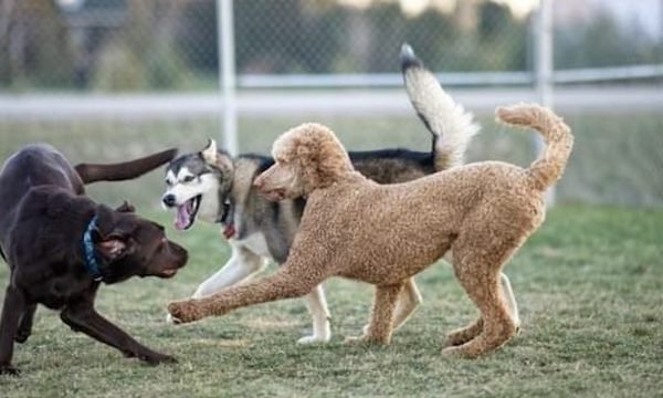 Parc canin à Lavaltrie-Laanaudiere