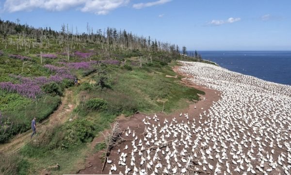 Parc-national-de-lIle-Bonaventure-et-du-Rocher-Perce