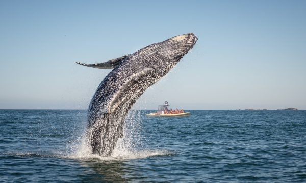 Viens voir les baleines, Côte-Nord / Manicouagan, Tadoussac