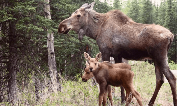 Zec Kiskissink - Mauricie - Shawinigan