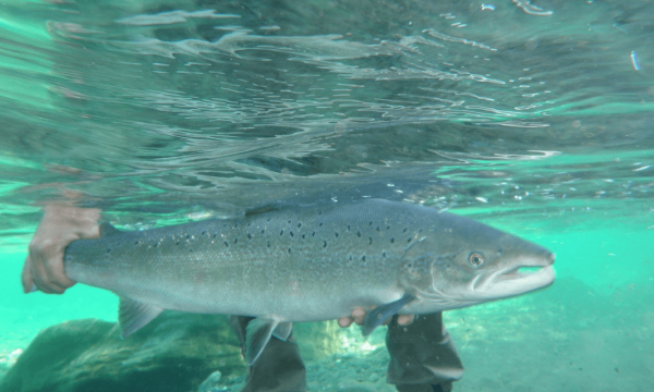 Zec-de-la-Riviere-Bonaventure-gaspessie