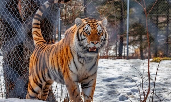 Zoo de Falardeau-Saguenay