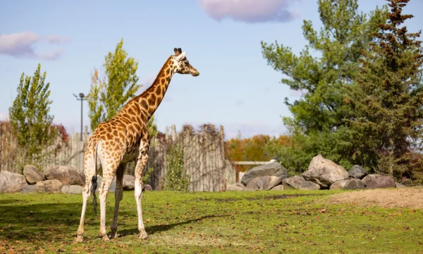 Zoo de Granby - Cantons de l'Est