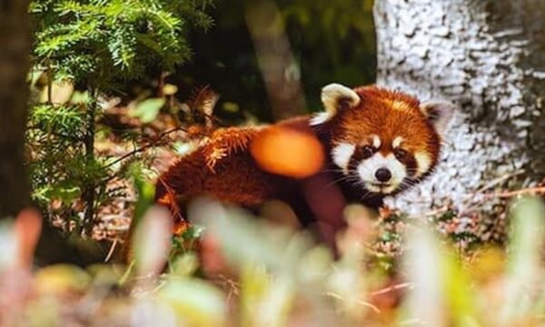 Zoo sauvage de Saint-Félicien - Lac Saint-Jean